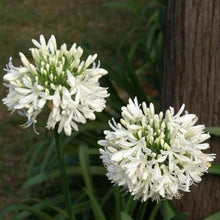 Load image into Gallery viewer, Agapanthus Praecox Shona
